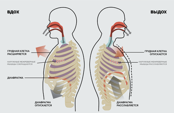 Особенности работы мышц во время вдоха и выдоха